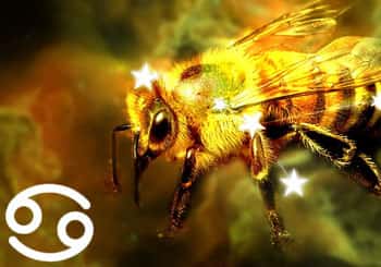 Cancer Spirit Animal: Bee