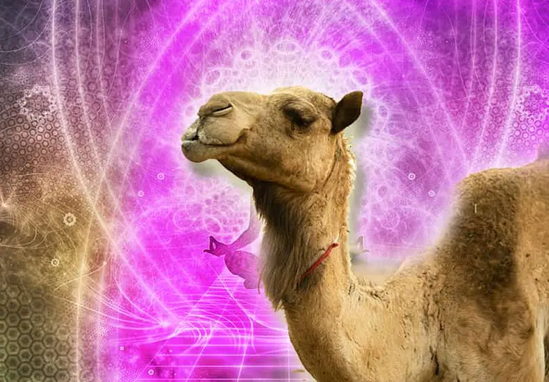 Camel Spirit Animal