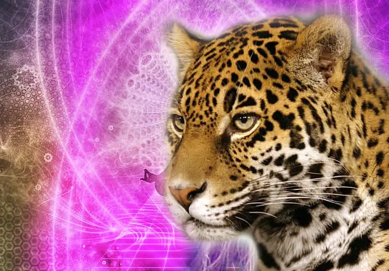 Learn the meaning of Jaguar Spirit Animal | Personality and Symbolism |  Dravalon Seek