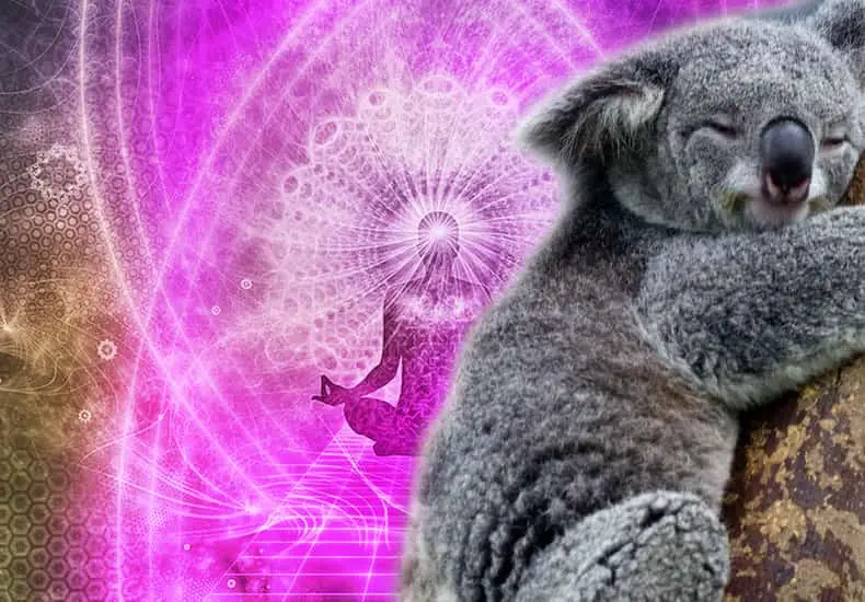 Learn the meaning of Koala Spirit Animal | Personality and Symbolism |  Dravalon Seek
