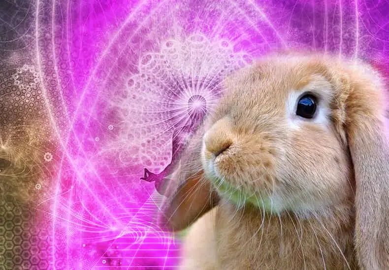 Learn the meaning of Rabbit Spirit Animal | Personality and Symbolism |  Dravalon Seek