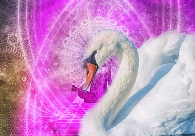 Learn the meaning of Swan Spirit Animal | Personality and Symbolism |  Dravalon Seek