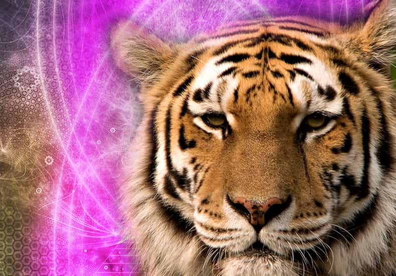 Learn the meaning of Tiger Spirit Animal | Personality and Symbolism |  Dravalon Seek